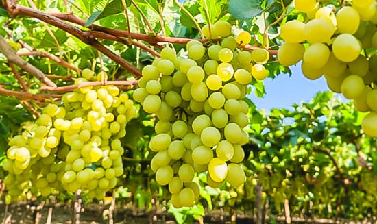 grape-field Expansive vineyard with lush grape vines under clear skies, showcasing premium produce.