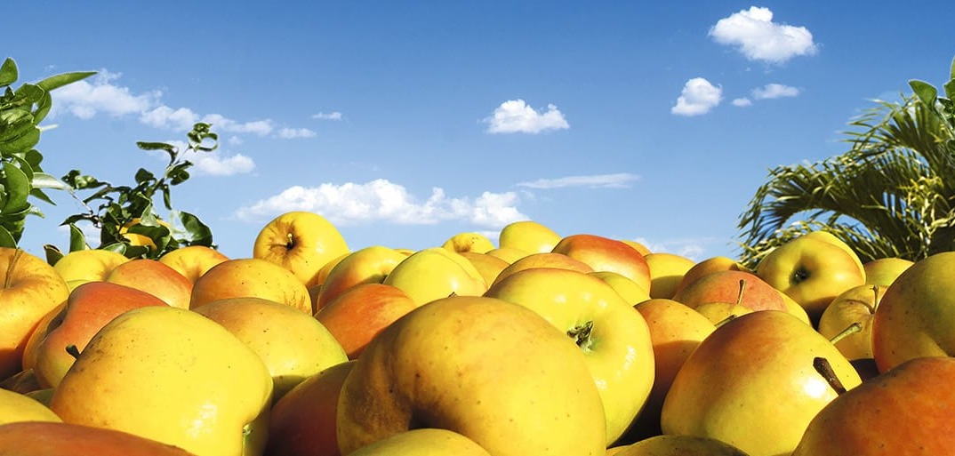 Header-apple-1414×513 image featuring fresh, vibrant apples on a rustic surface, highlighting premium produce.