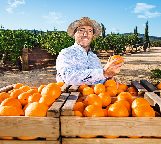 orangenM Man harvesting fresh oranges – high-quality, sun-ripened citrus fruits picked with care