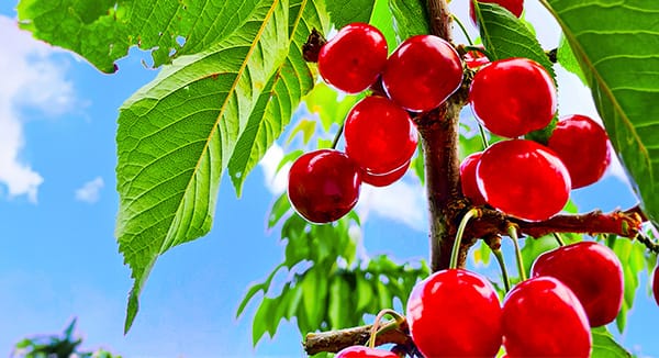 Kirschen A close-up of ripe red cherries with green stems, glistening under natural sunlight.