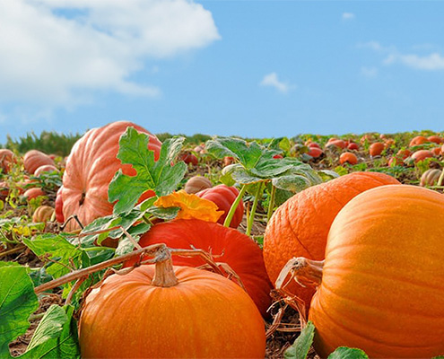 pumpking A bright orange pumpkin with a smooth surface and a sturdy stem, isolated on a white background