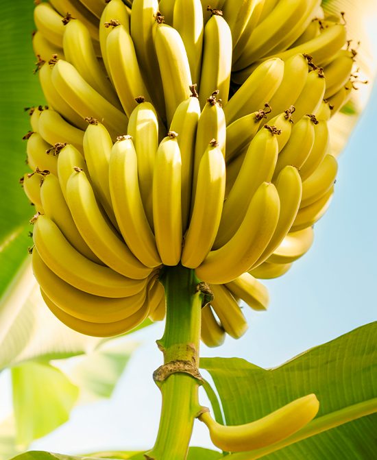 Bn A bunch of ripe yellow bananas growing on a banana tree, surrounded by large green leaves under a bright blue sky.