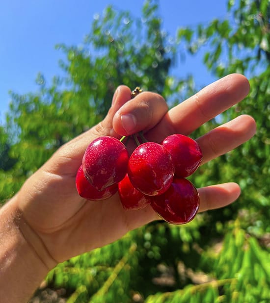 kirschen-1 Plump, ripe cherries with stems, highlighting their deep red color and natural sweetness.