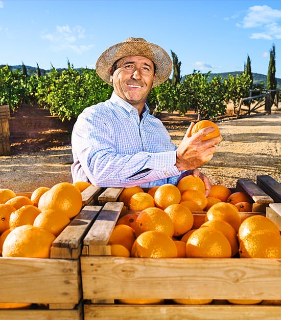 Orangen-man Man harvesting fresh oranges – high-quality, sun-ripened citrus fruits picked with care