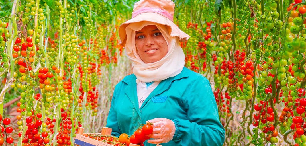 Für jeden Anlass die richtige Tomate.HEADER Various types of fresh tomatoes, showcasing their vibrant colors and diverse shapes, perfect for any occasion.