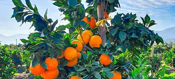 orangen-tree Orange tree with ripe, sun-kissed oranges growing among lush green leaves.