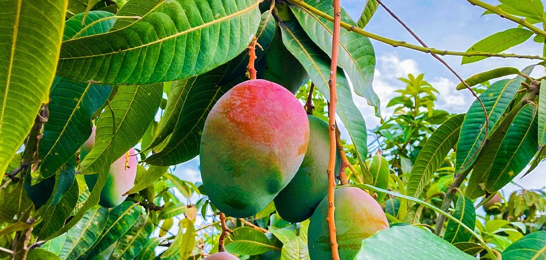 mango_hd2 A close-up of ripe mangoes with smooth, vibrant orange and yellow skin, piled together in a natural setting.