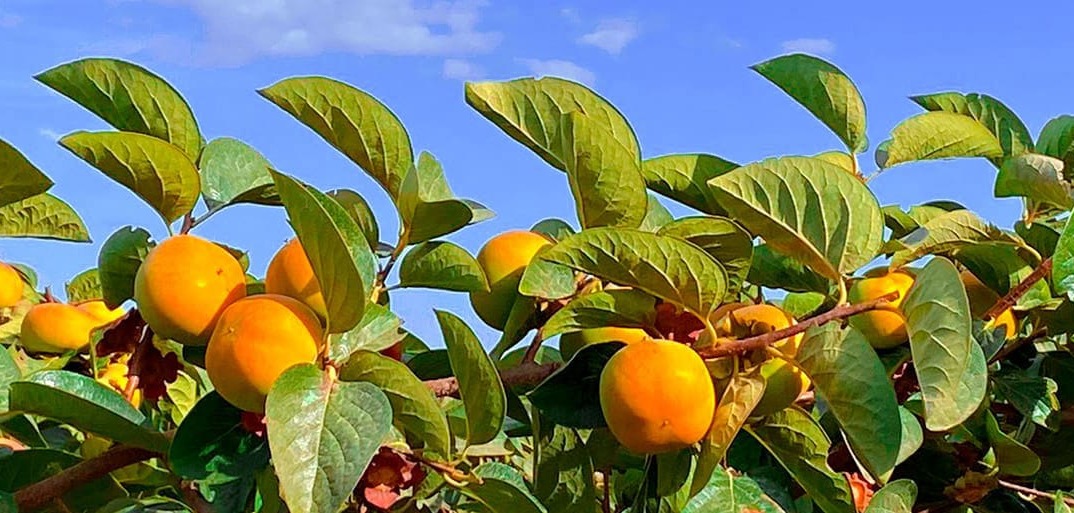 Header image of ripe orange kakis among lush green leaves under a clear sky, highlighting premium produce.