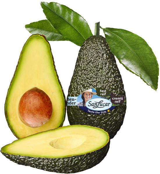 avocadolose Whole fresh avocado with dark green, textured skin, isolated on a white background – ripe and nutritious fruit.