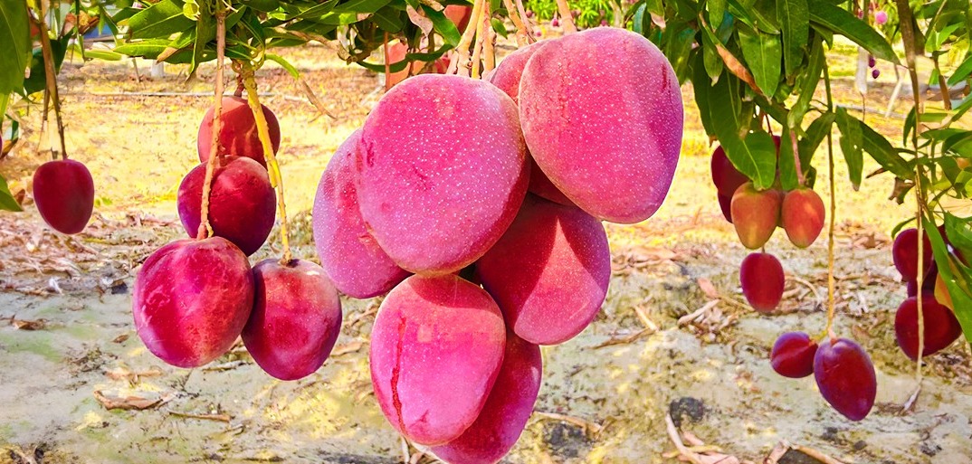 mango_hd Ripe mangoes hanging from a tree, surrounded by lush green leaves and bathed in natural sunlight.