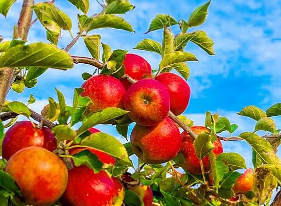 Close-up of a vibrant red apple on a rustic surface, showcasing premium produce.