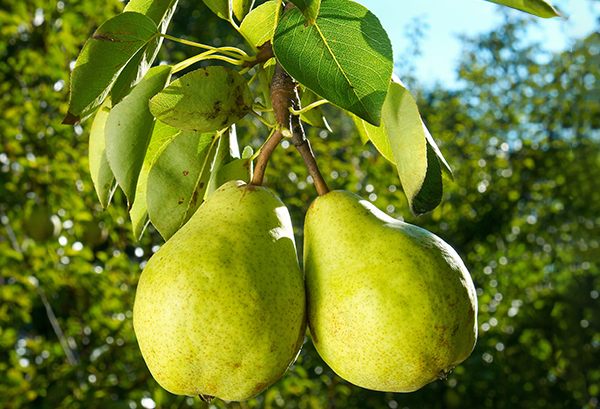 Close-up of fresh pears on a rustic surface, highlighting premium produce.