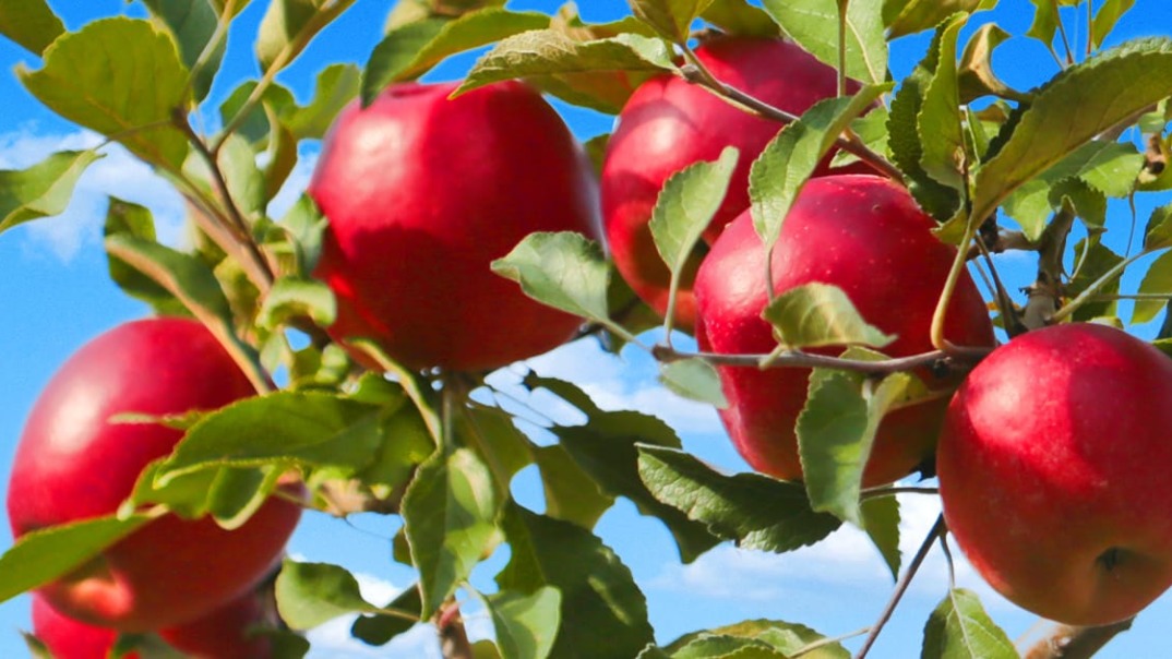 Ripe red apples hanging from a tree branch with green leaves, illuminated by natural sunlight against a bright blue sky.