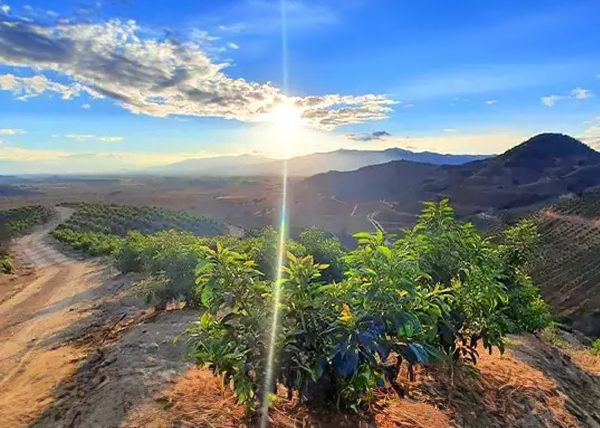 Superfruit avocado – ripe, high-quality avocado with a creamy texture and rich nutrients