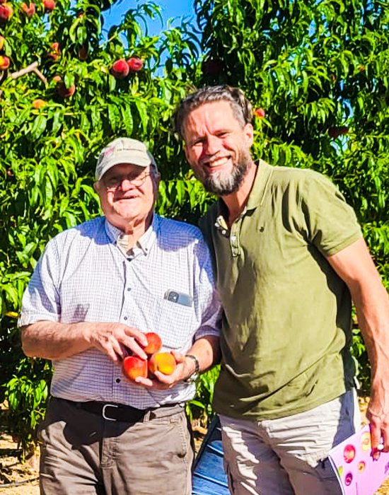 Die sind aber süß! Unsere Aprikosen.1 Ripe apricots hanging from a tree, illuminated by natural sunlight and surrounded by lush green leaves.
