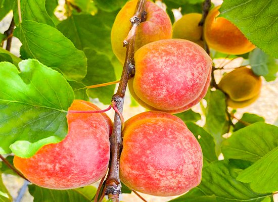 Die sind aber süß! Unsere Aprikosen.2 SanLucar apricots with velvety skin and sweet aroma, freshly harvested