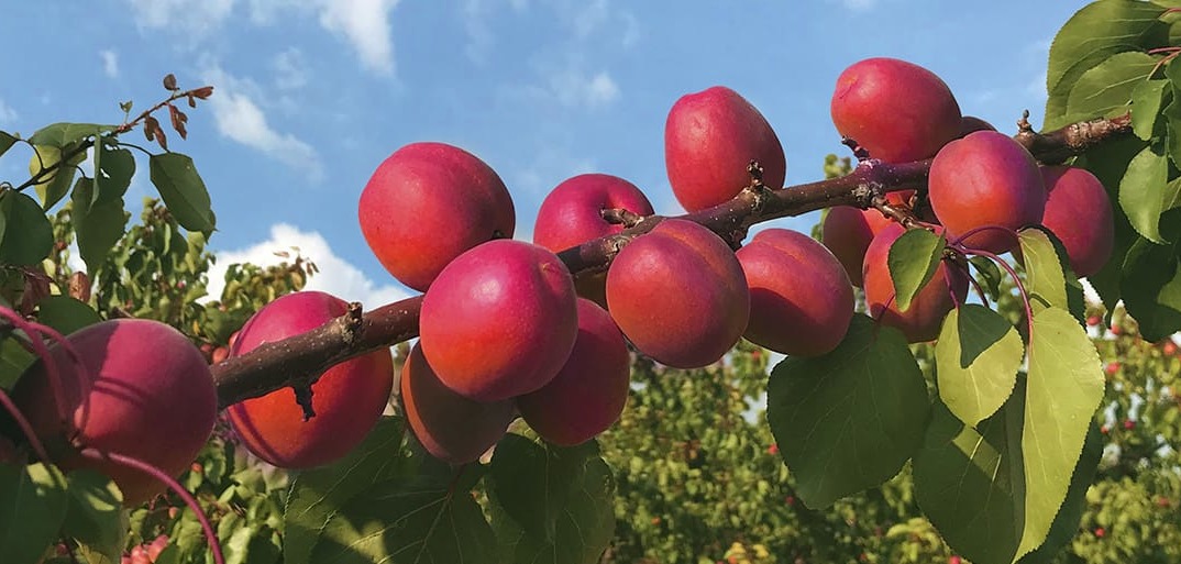 Header-aprikosen-1414×513 SanLucar apricots with velvety skin and sweet aroma, freshly harvested from orchards.
