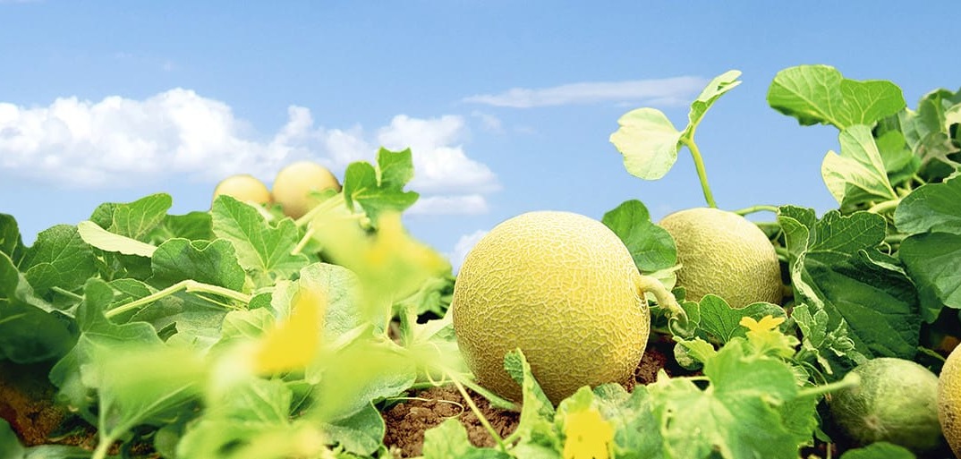 Header-melons-1414×513 Header image of sun-ripened, fresh melons on a rustic backdrop, highlighting premium produce.