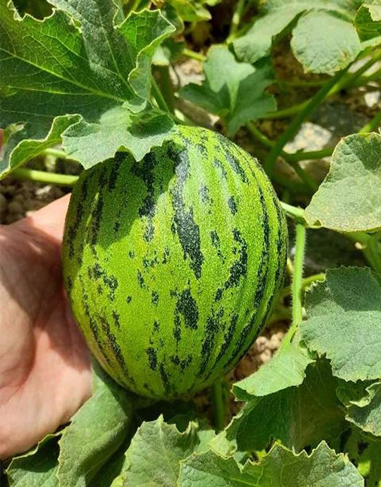 Melonen Fresh, sun-ripened melons displayed on a wooden surface, showcasing vibrant, high-quality produce.