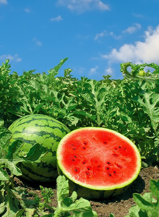 Süße Erfrischung für heiße Tage