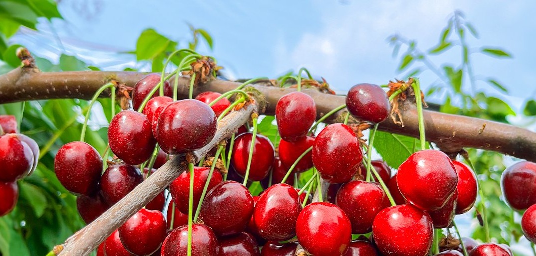 Wir stellen vor Unsere Kirschen-HEADER Fresh, ripe cherries with a deep red color and glossy texture, highlighting their natural sweetness.