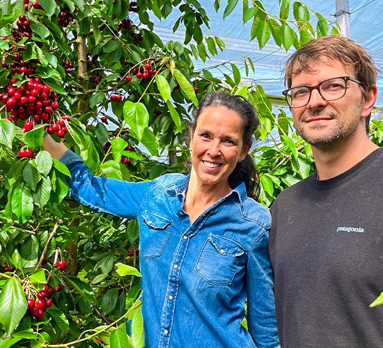 Fresh, ripe cherries with stems, showcasing their deep red color and juicy texture.