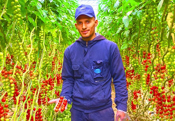 Close-up of a man holding ripe tomatoes in a lush tomato field, showcasing premium produce