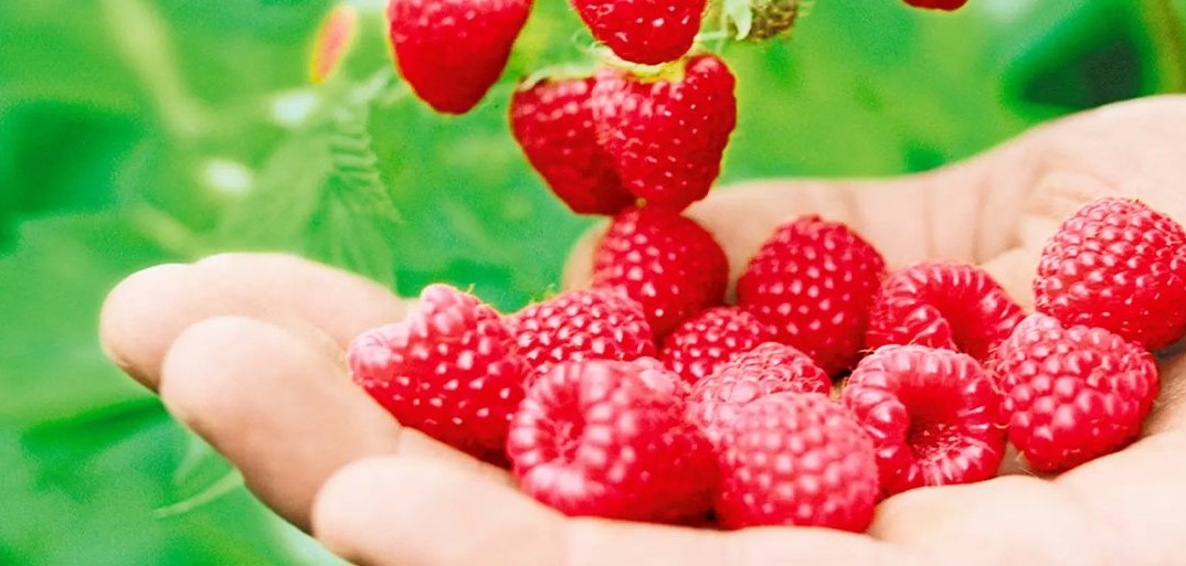 Welches Obst für Diabetiker Close-up of a hand gently cradling fresh raspberries from the vine, highlighting premium, sweet produce.