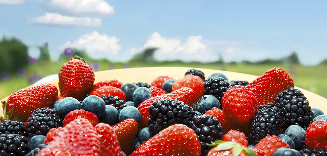 Header-beeren-1414×513 header image of vibrant mixed berries on a rustic backdrop, showcasing premium produce.
