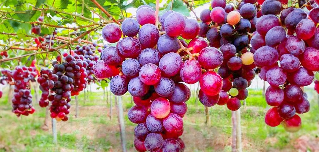 Auf der Suche nach den leckersten Trauben A close-up of fresh, plump grapes hanging from a vine, with vibrant green leaves surrounding the fruit in a sunlit vineyard.