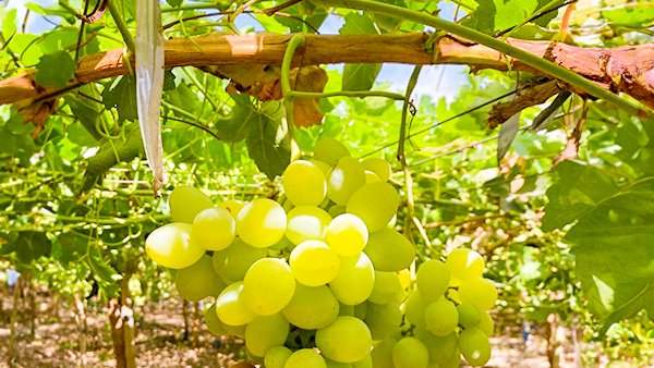 Auf der Suche nach den leckersten Trauben2 Ripe grapes hanging from a vine, illuminated by sunlight and surrounded by lush green leaves.
