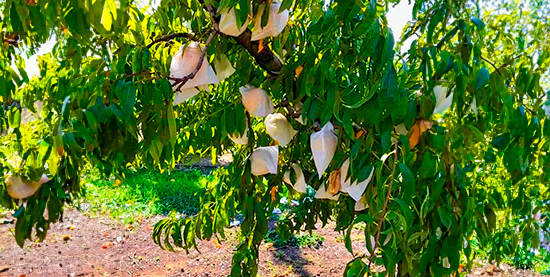 Golden peaches growing in the fields of Calanda, bathed in natural sunlight and surrounded by lush green leaves.
