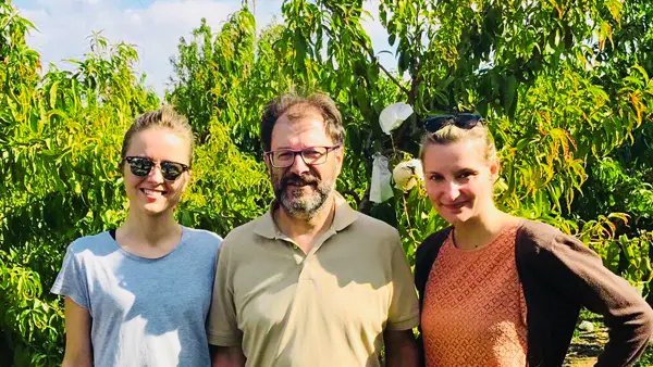 Golden peaches ripening on trees in the fields of Calanda, illuminated by natural sunlight and surrounded by lush green leaves.