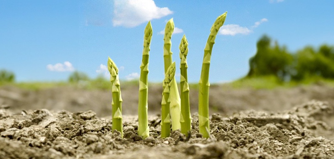 Es grünt so grün Fresh green asparagus sprouting from the soil, growing under a bright blue sky with scattered clouds.