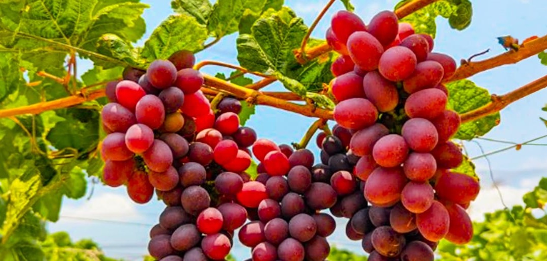 Header-Trauben-1414×513 Ripe grapes hanging from a vine, bathed in natural sunlight and surrounded by lush green leaves.