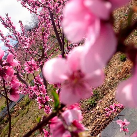Close-up of pink apricot blossoms on a tree, signaling the arrival of spring in an orchard.