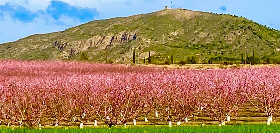 Vast apricot orchard in full bloom with pink blossoms, set against a scenic hillside and blue sky.