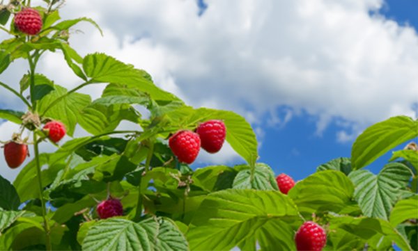 Lampion-Fest auf Flor’Alia Ripe red raspberries growing on a bush, surrounded by lush green leaves under a bright blue sky with white clouds.