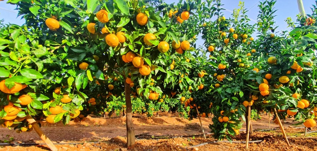 Porterville Fresh Porterville melons with vibrant hues on a rustic backdrop, showcasing premium summer produce.