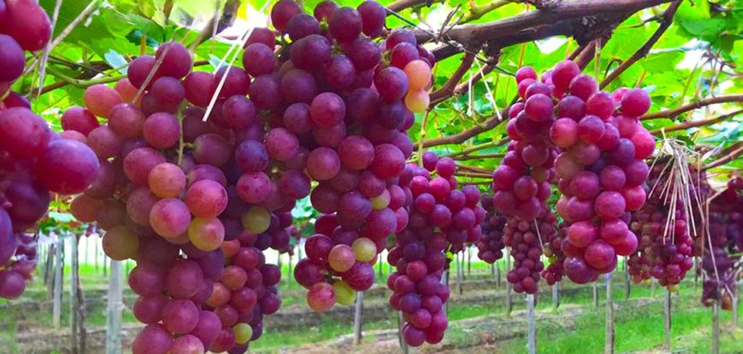 Rows of ripe red grapes hanging from vines in a lush vineyard, ready for harvest.