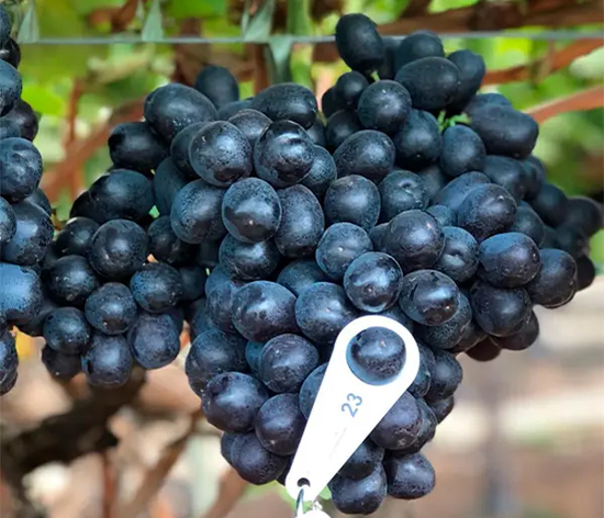 Traubentest2 Close-up of ripe black grapes on the vine, marked for quality testing and harvest readiness.