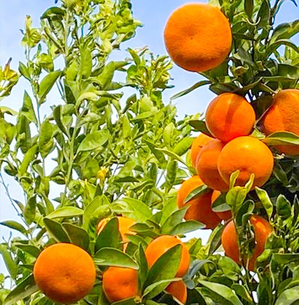 Clementinan Ripe clementines hanging from a tree, illuminated by sunlight and surrounded by lush green leaves.