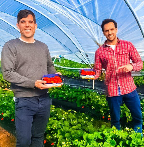 FresaHuelva Two farmers proudly holding fresh SanLucar strawberries inside a greenhouse, surrounded by lush green plants.