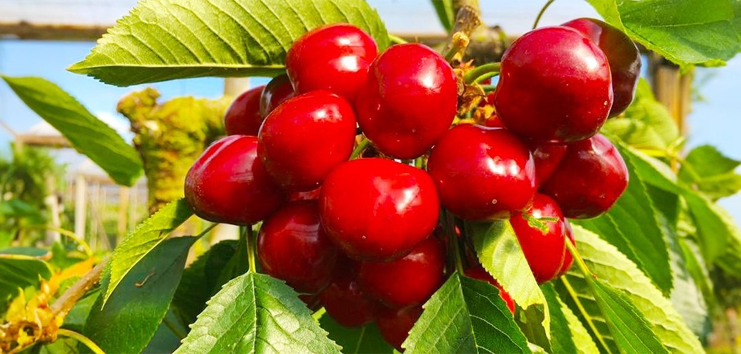 Kirschen gibt’s, die gibt’s nicht.-HEADER A close-up of fresh, ripe cherries with shiny red skin and green stems, glistening under natural sunlight.