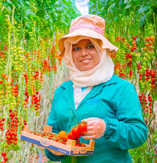 Smiling worker harvesting fresh SanLucar cherry tomatoes in a greenhouse, surrounded by vibrant tomato vines.