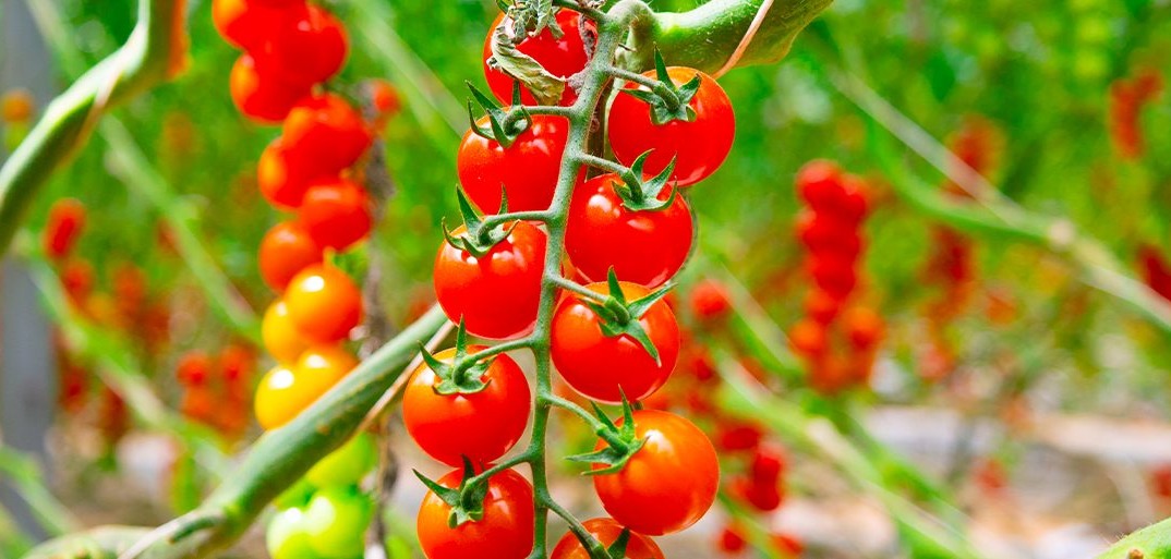 Clusters of ripe cherry tomatoes hanging on vines in a greenhouse, ready for harvest.