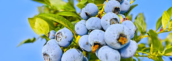 blueberry Close-up of ripe blueberries showcasing vibrant color and premium quality.
