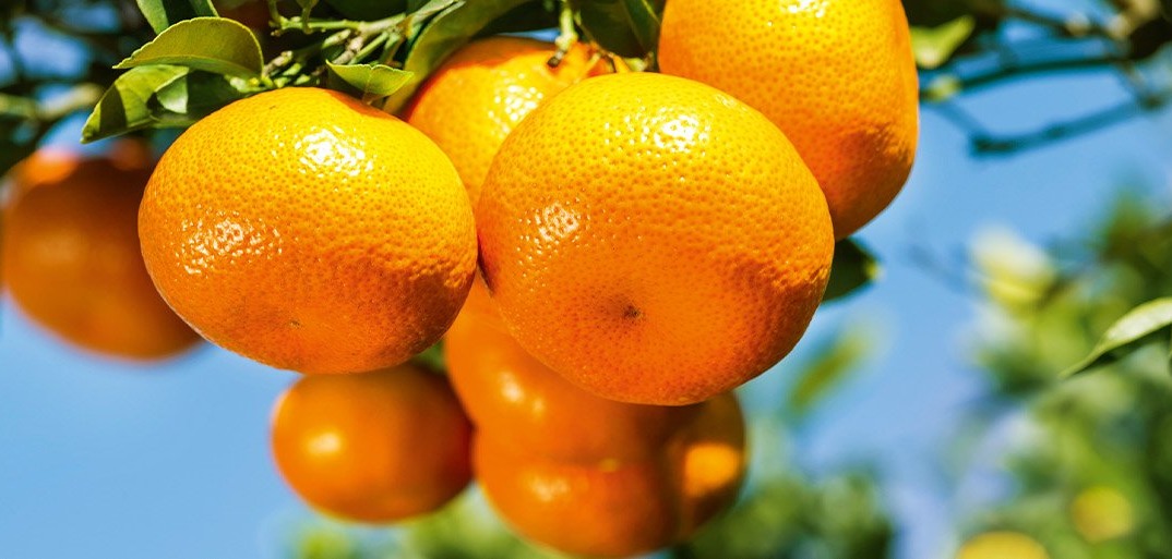 Clementinen Fresh, vibrant clementines with leaves on a rustic surface, highlighting premium produce.