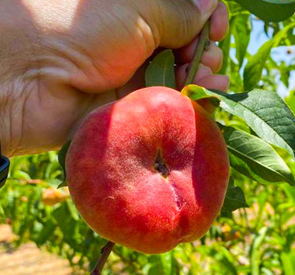 Paraguayos1 Hand holding a ripe Paraguayo peach on the tree, showcasing its vibrant red color and velvety texture.