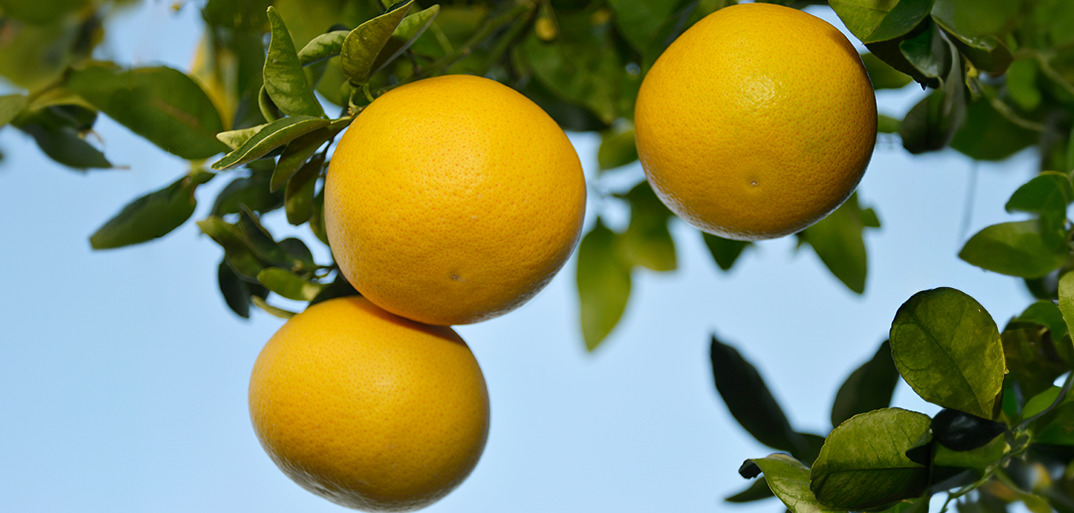 Pomelohd Ripe pomelos hanging from a tree, illuminated by sunlight against a clear blue sky.
